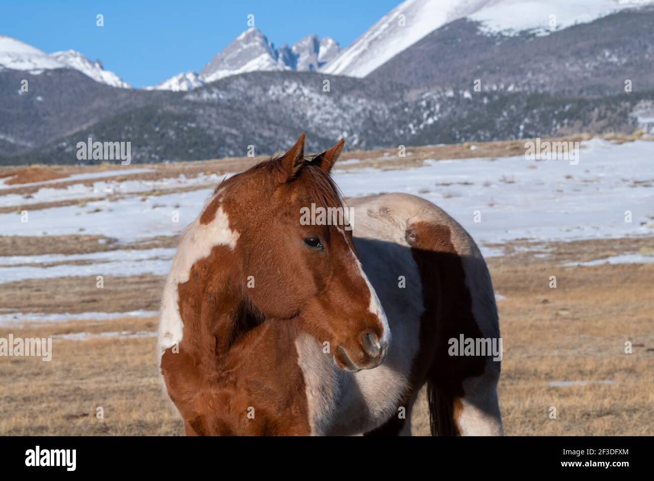 Colorado, Westcliffe, Music Meadows Ranch. Paint horse with Rocky