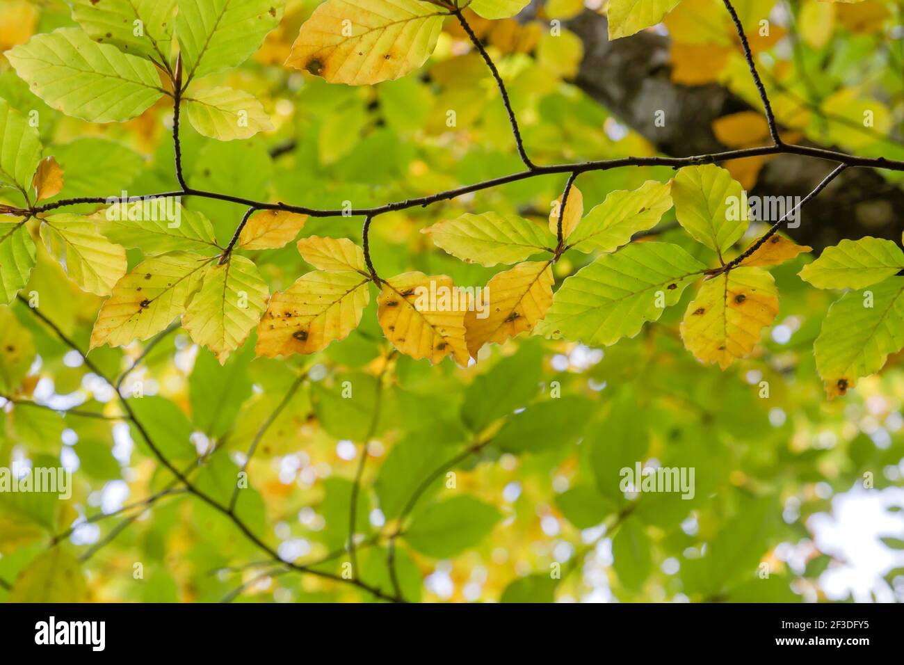 Detail of fagus sylvatica beech tree autumnal deciduous foliage Stock ...