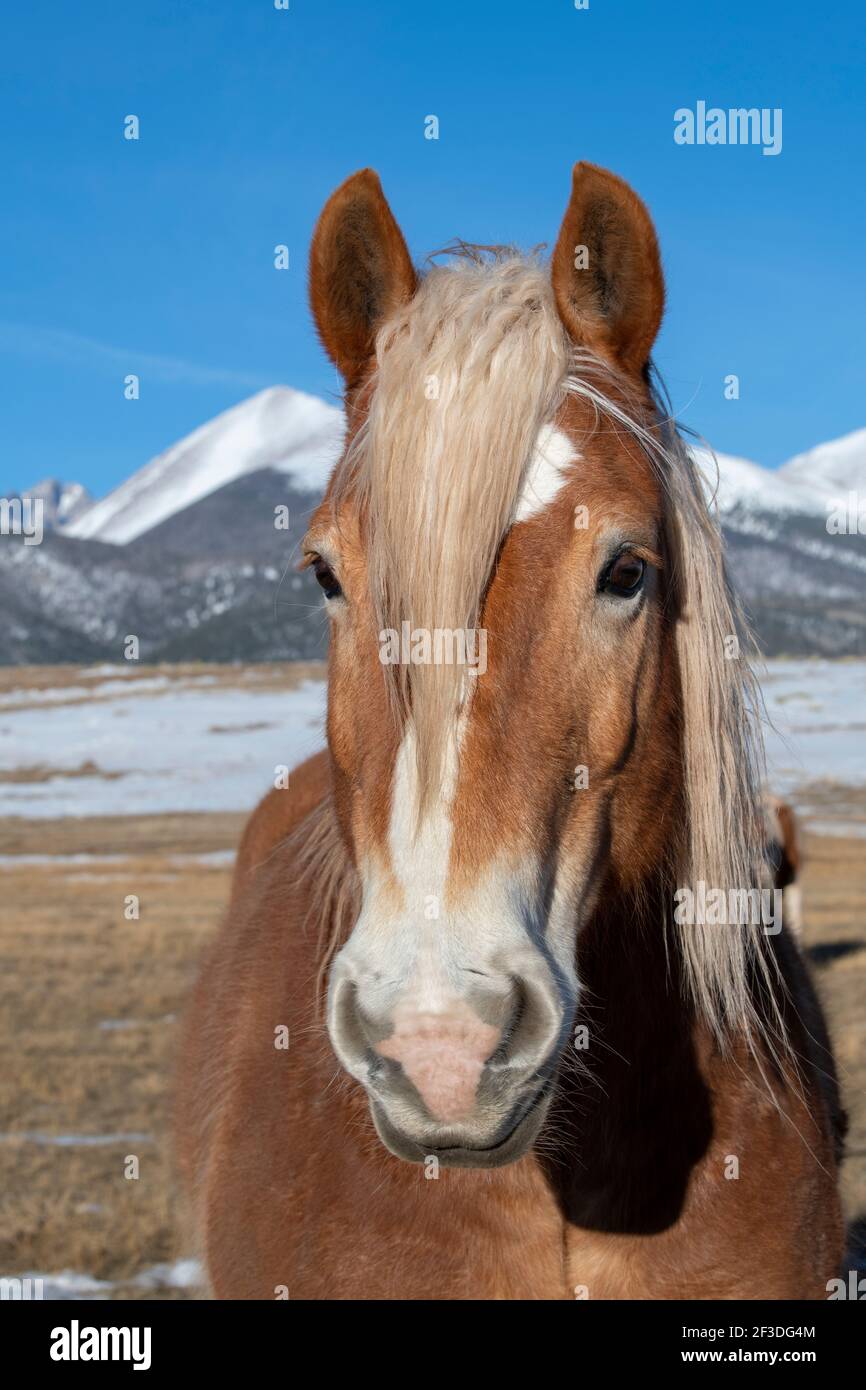 USA, Colorado, Westcliffe, Music Meadows Ranch. Draft breed horse