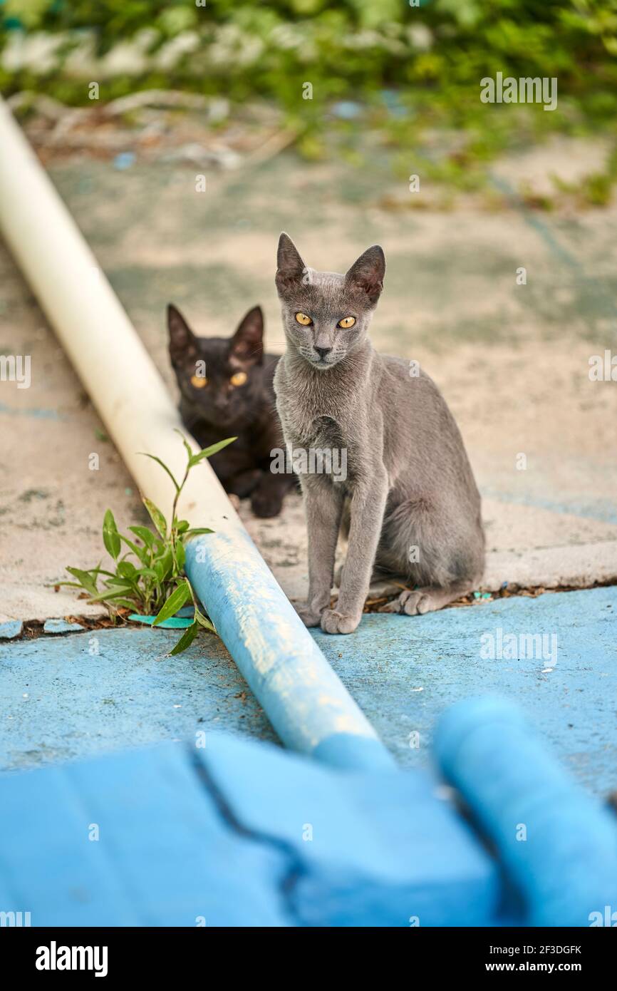 two different breed cats sitting on outdoors in sunlight Stock Photo