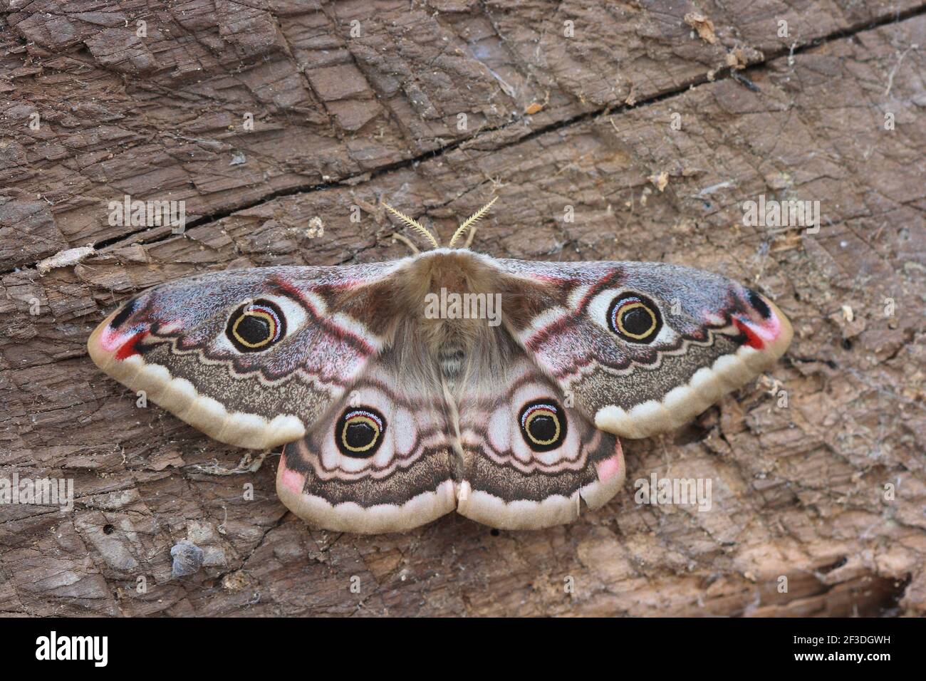 Small Emperor Moth, Saturnia pavonia Female with wings open showing its four eyespots Stock Photo
