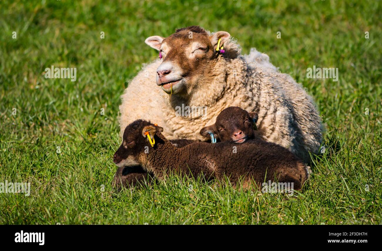 Shetland sheep twin brown lambs lying in grassy field with mother ewe in Spring sunshine, East Lothian, Scotland, UK Stock Photo