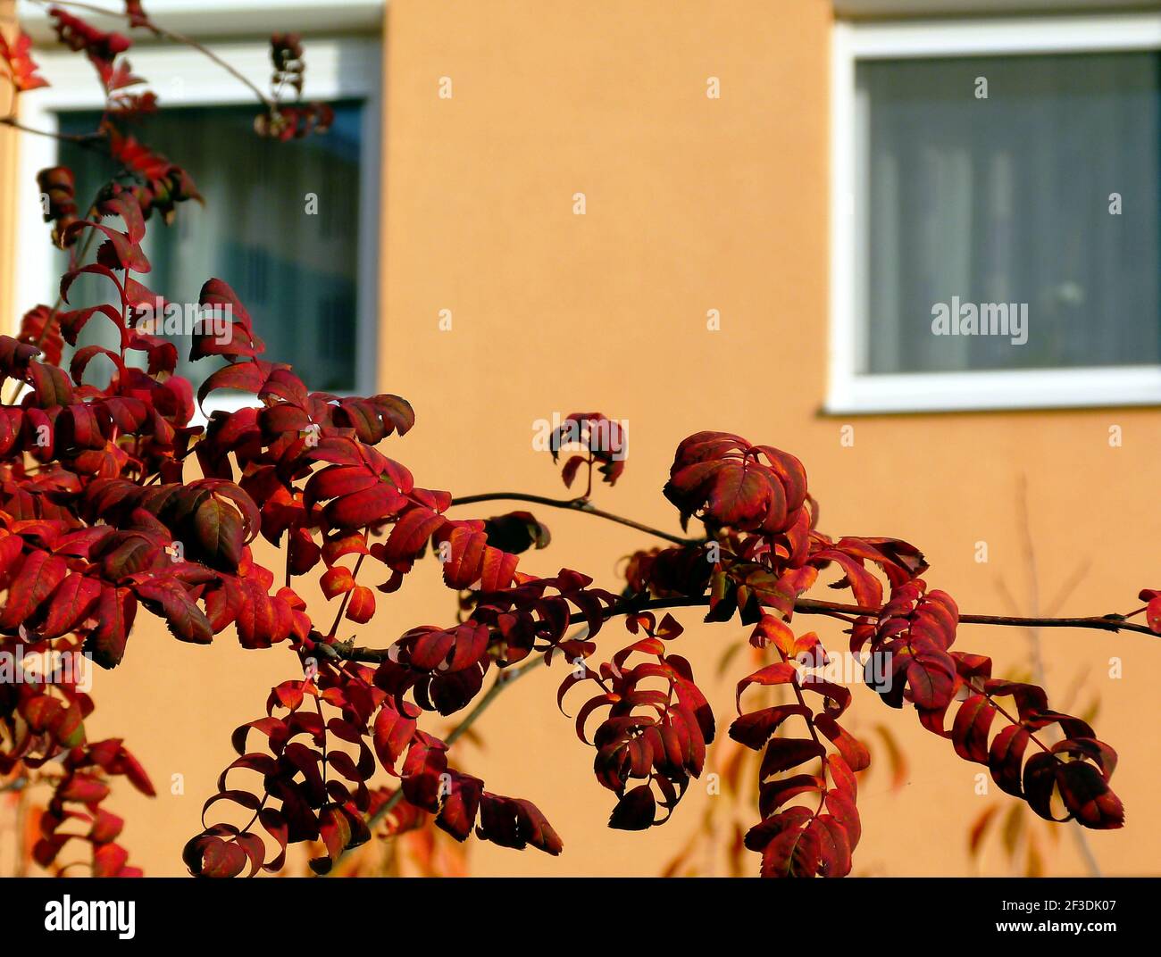 beautiful red and tree leaves closeup.  autumn scen. bright sunlight. fall season concept. apartment stucco exterior wall background. white windows. Stock Photo