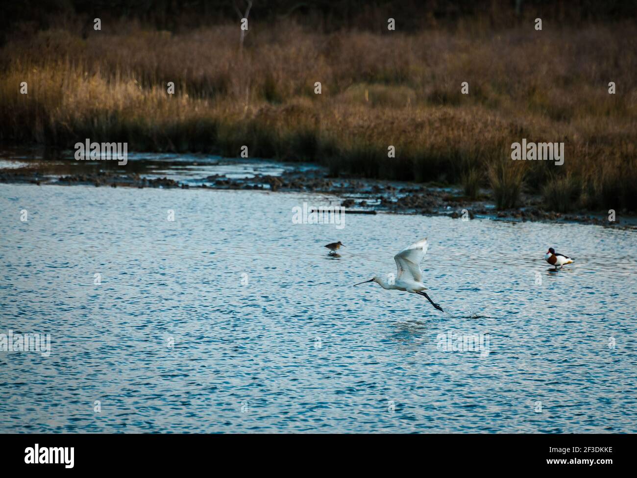 White wild water bird taking off from rippled water surface. Bird flying near water. Reeds on shore in background. Stock Photo
