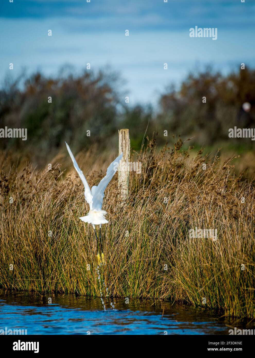 Wild white bird flying above water near reedy shore. Hunting fish from lake. Natural background. Stock Photo