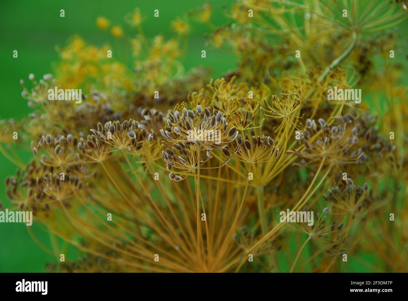 Anethum, anethum graveolens, dill, dildolde, apiaceae, herb Stock Photo