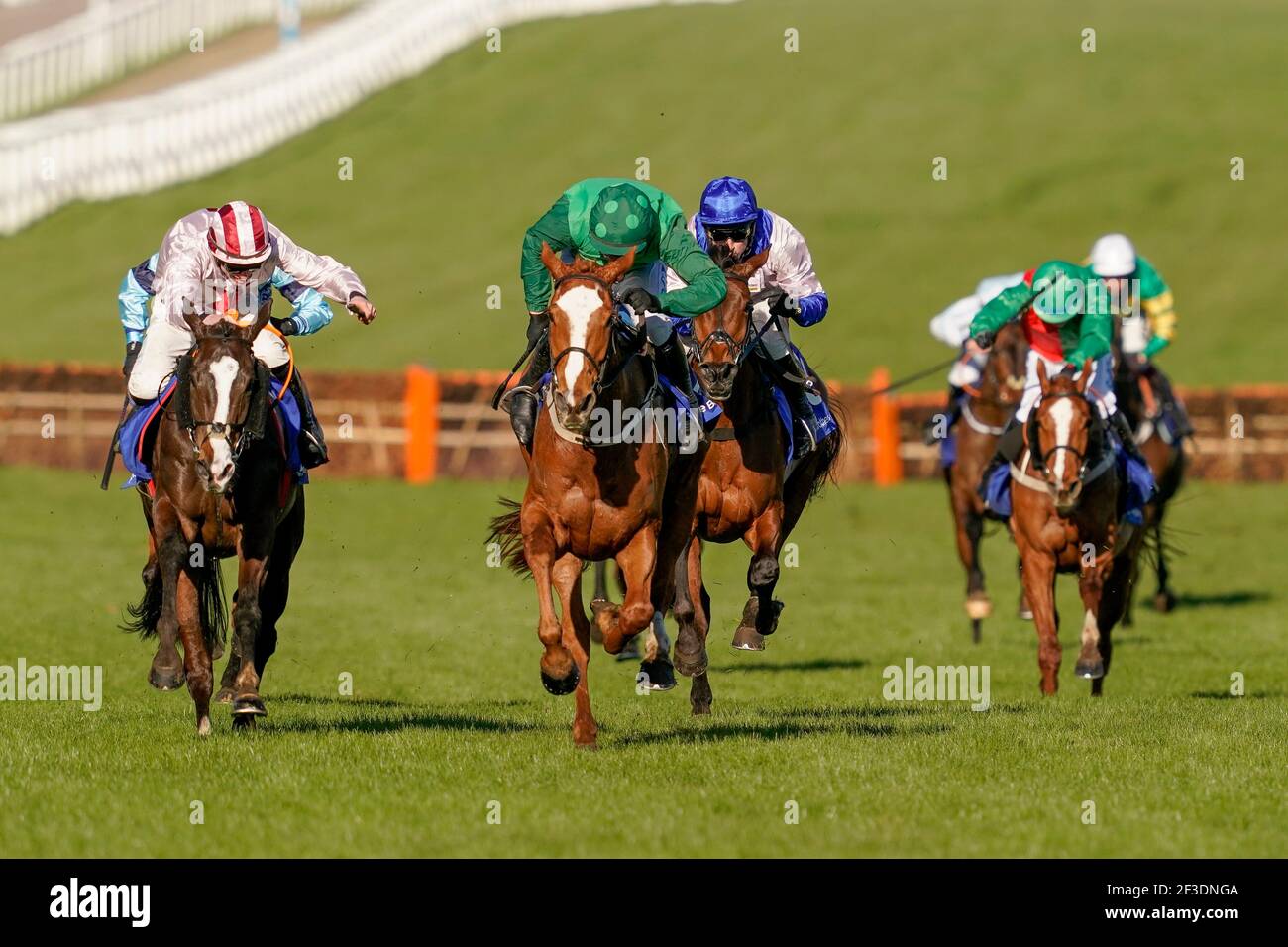 Black tears horse cheltenham hires stock photography and images Alamy