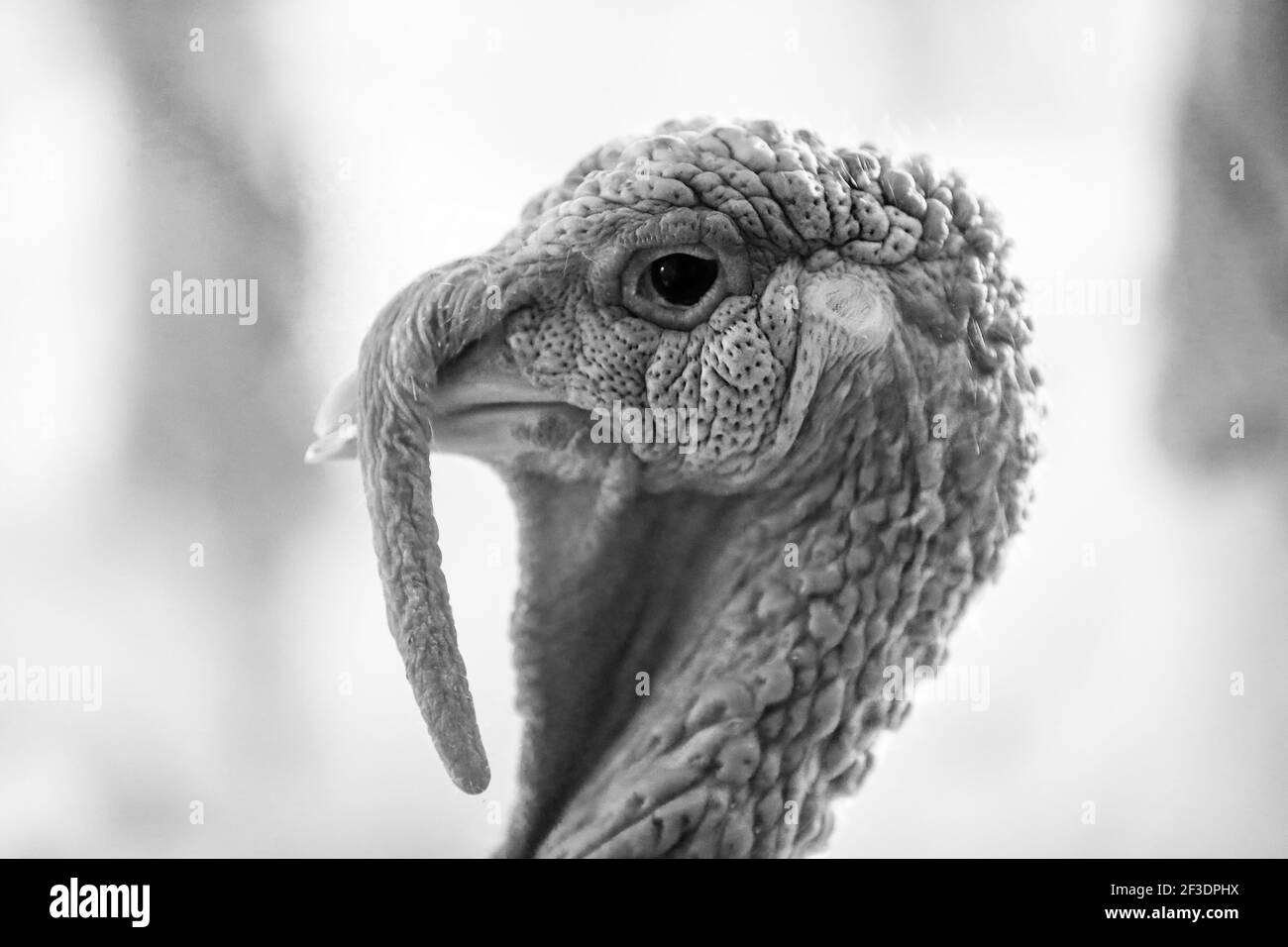A grayscale shot of a turkey Stock Photo