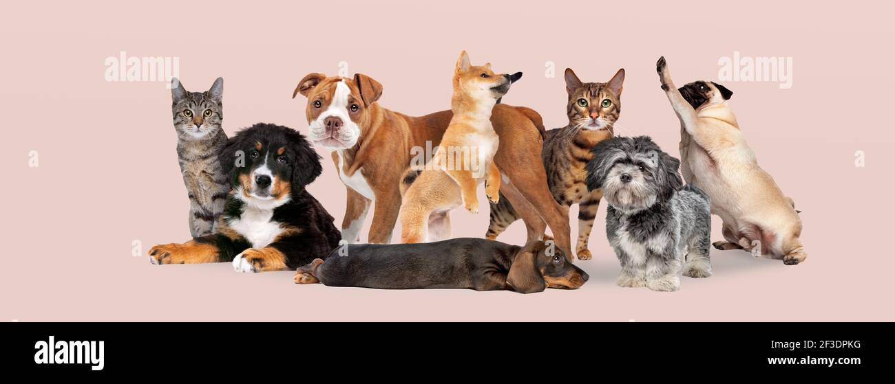 group of eight cats and dogs isolated on a pink pastel background Stock Photo