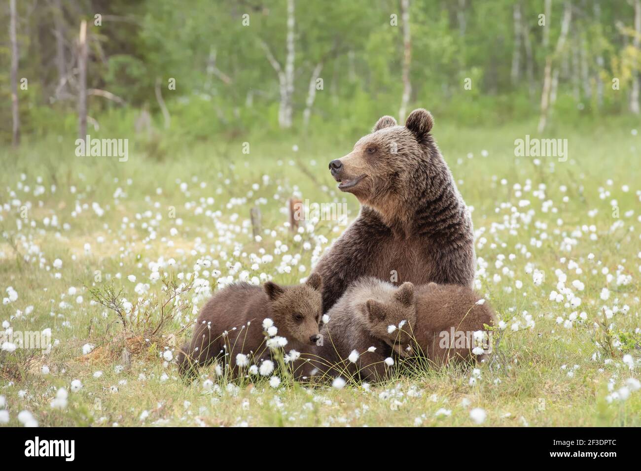 A mother bear and her three cubs in the middle of the cotton grass ...