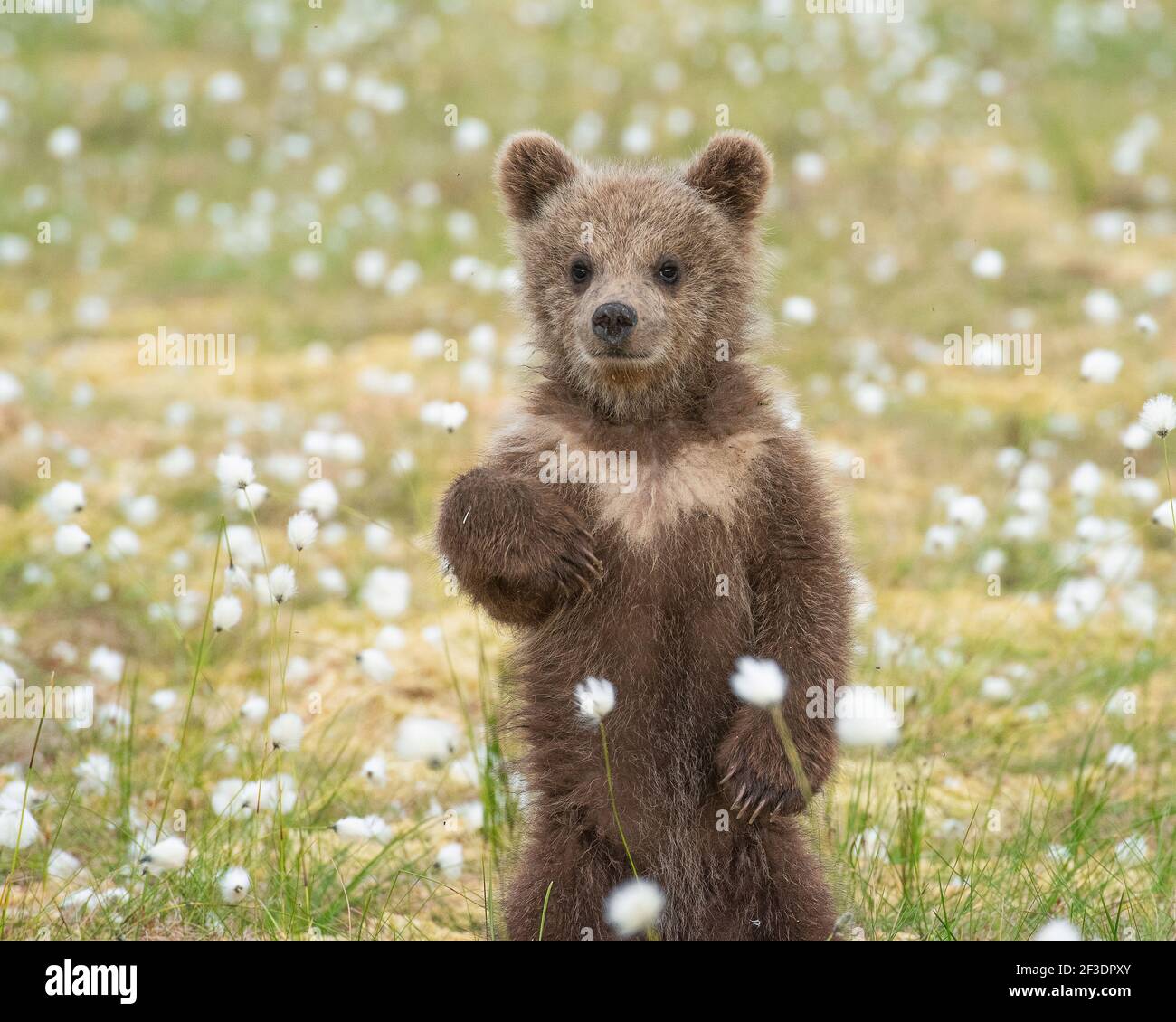 Brown bear cub standing on its hind legs in the middle of the cotton ...