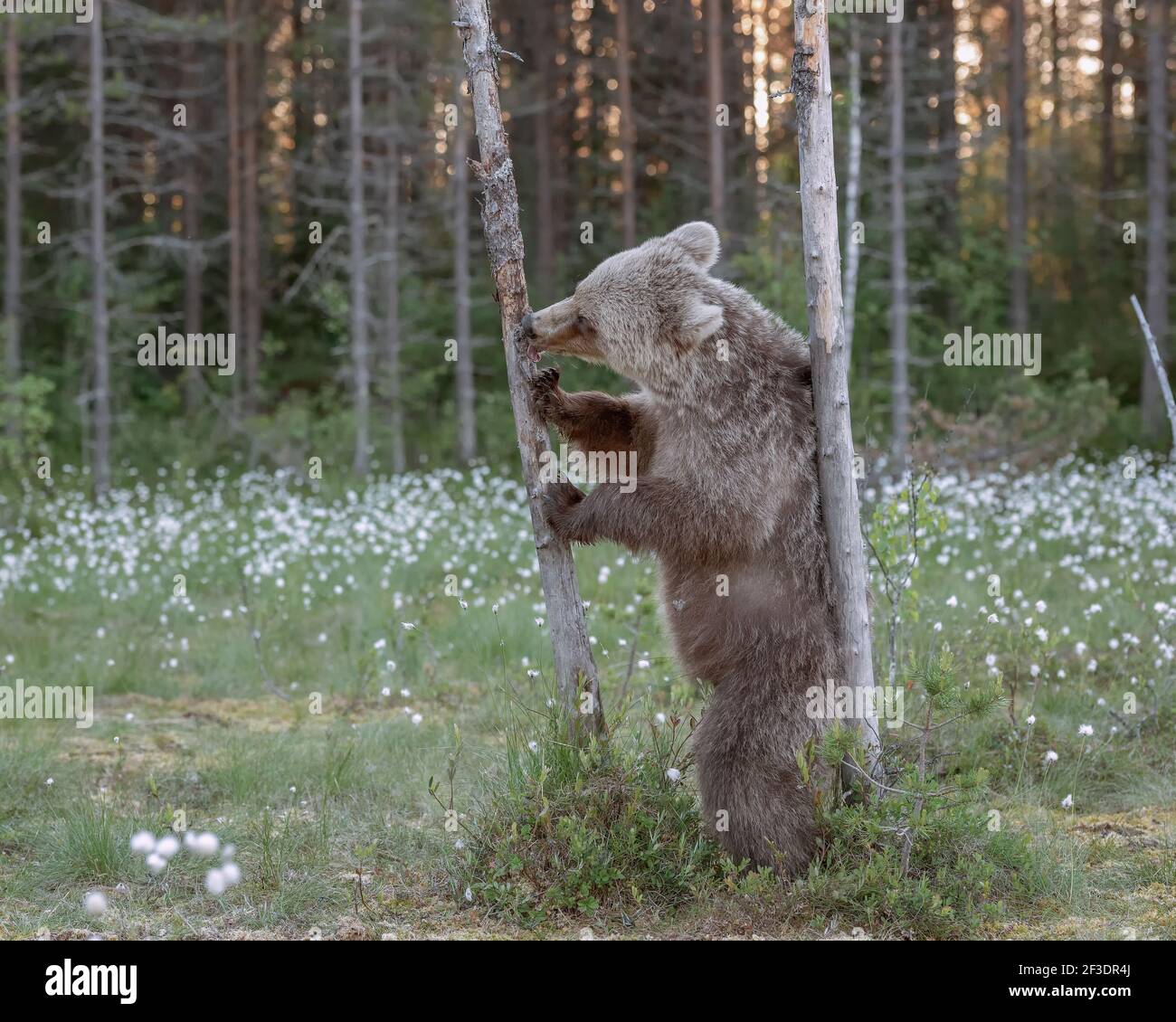 A brown bear standing on his hind legs licking honey Stock Photo