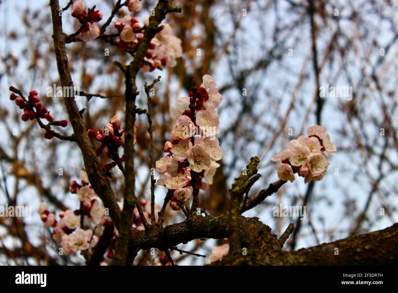 Apricot flowers blossom Stock Photo - Alamy