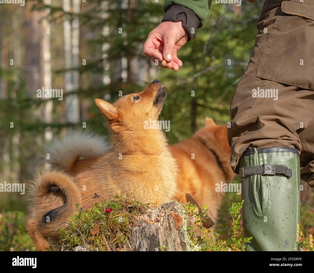 Finnish Spitz Pants Finnish Spitz Pants