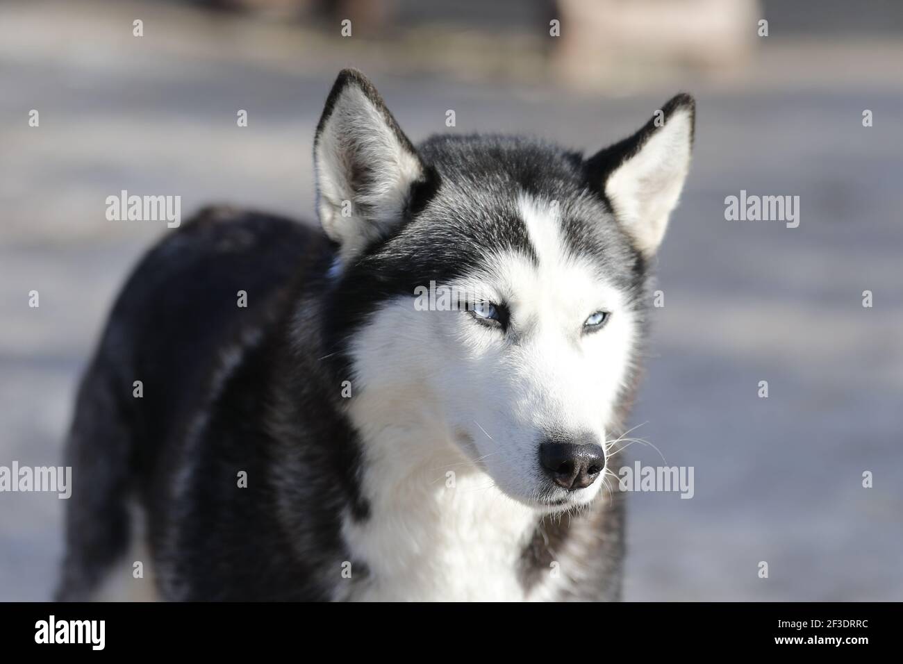Husky dog enjoying the snow during cold winter Stock Photo