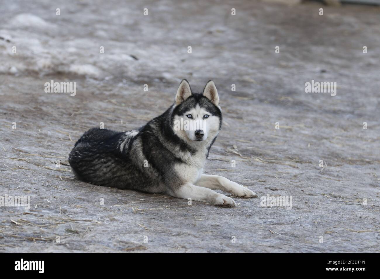 Husky dog enjoying the snow during cold winter Stock Photo