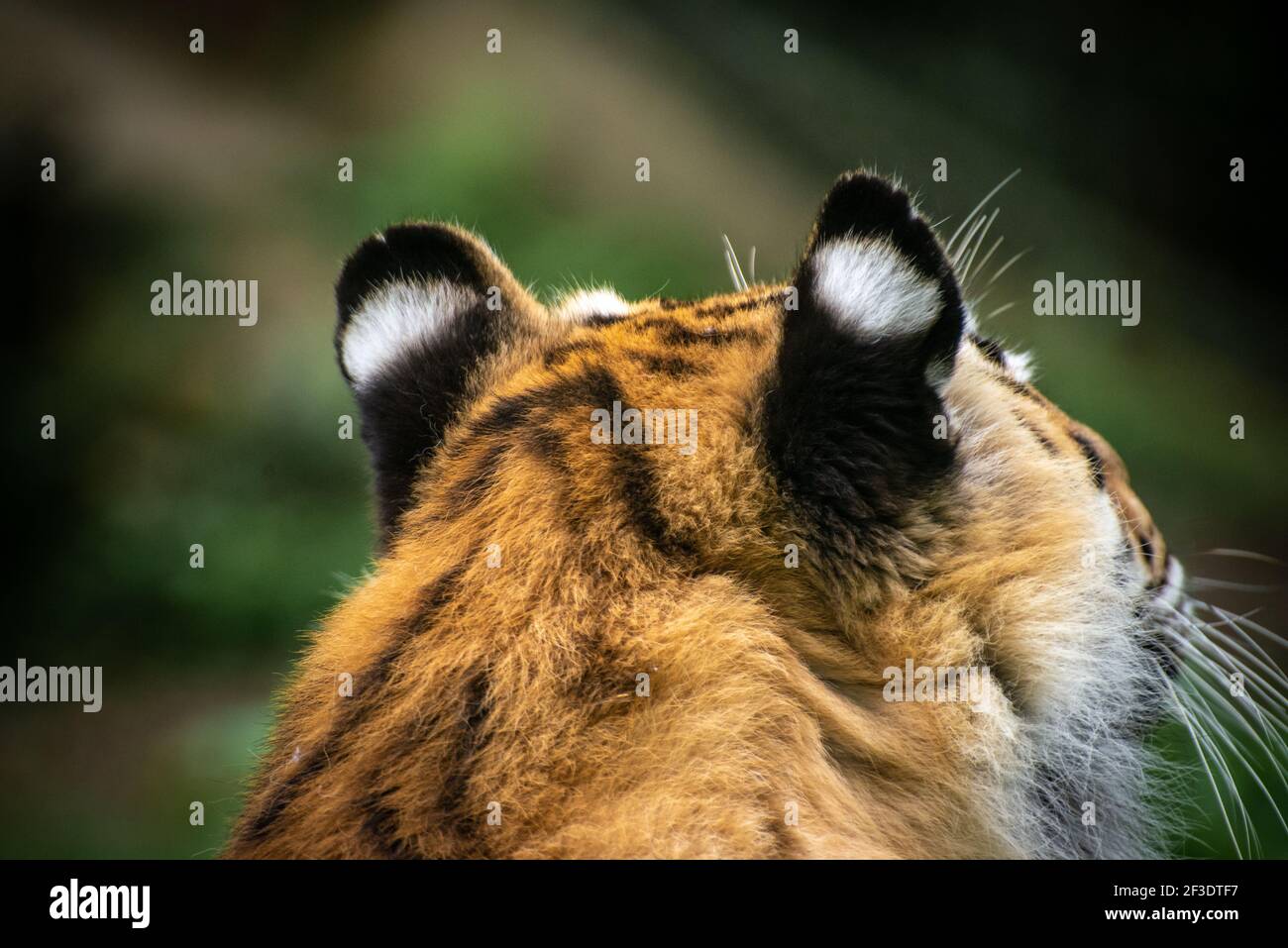 Close up, Zoomed in shot of back of the head of a Bengal Tiger. Stock Photo