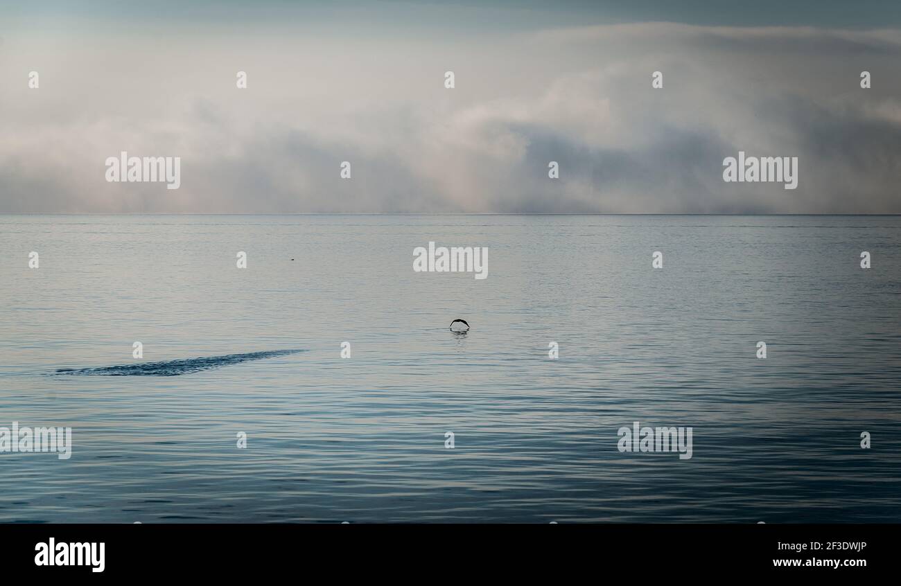 Wide and endless sea. Horizon hidden in clouds. Track on water surface after landing of water bird. Stock Photo