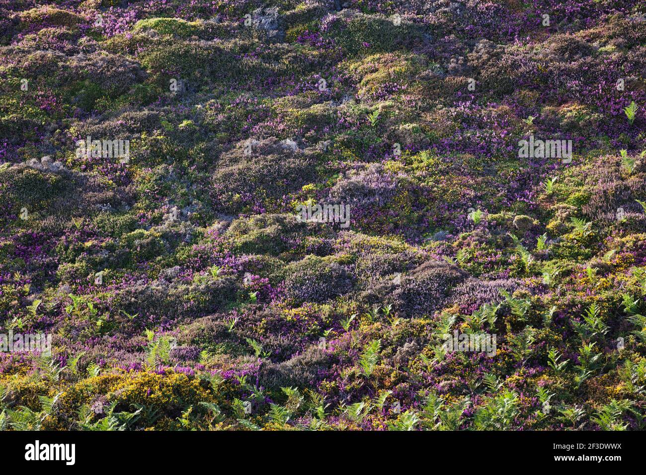 Heath Landscape in warm evening light on the Cap Frehel, Brittany, France Europe Stock Photo