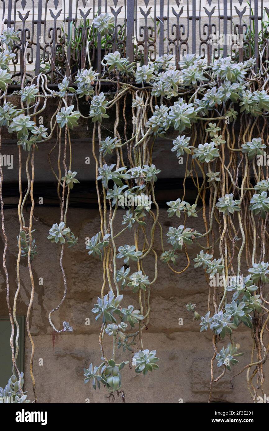 Plants hanging from a balcony in Girona in Spain Stock Photo