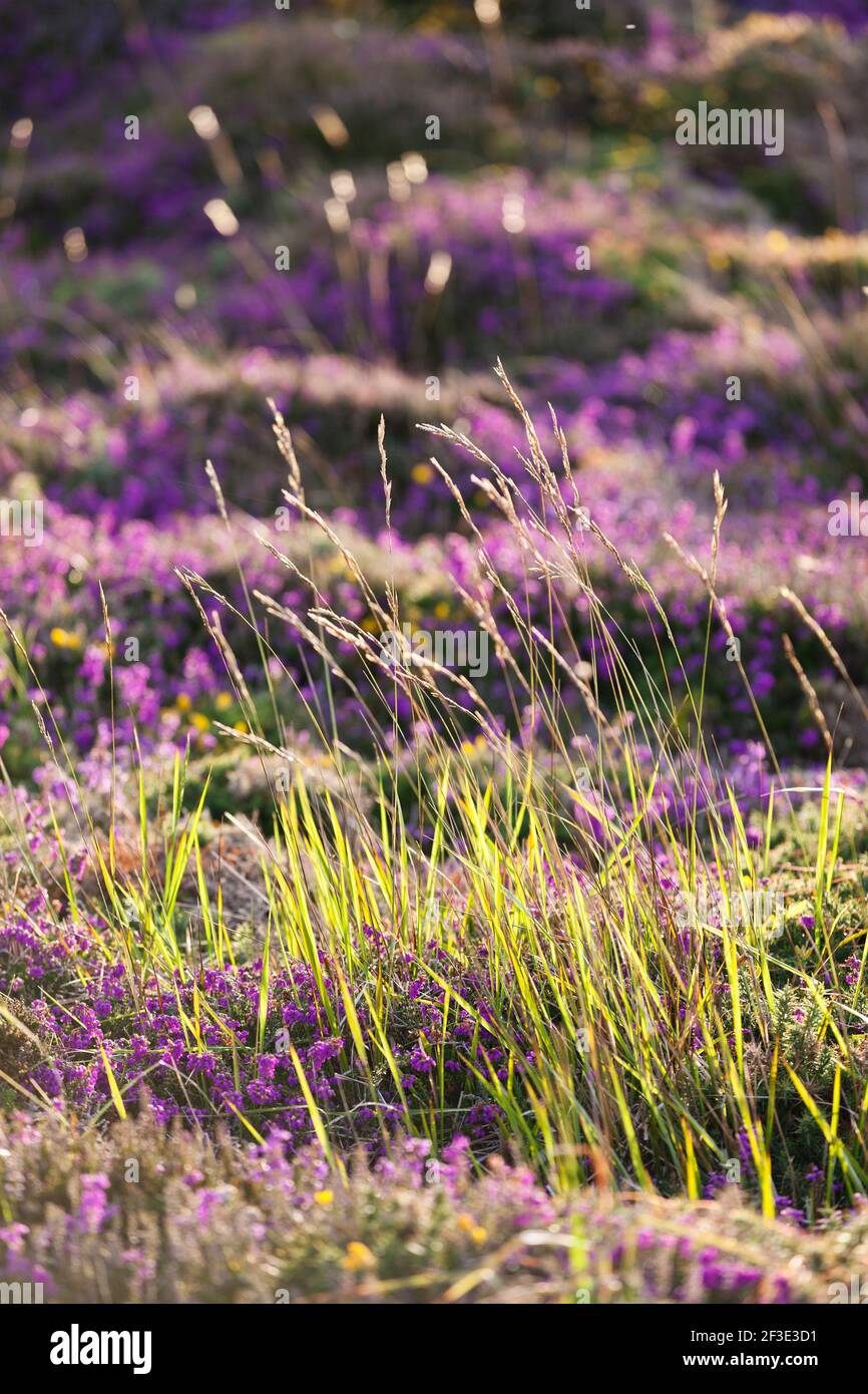 Gräser und blühende Heidelandschaft im warmen Abendlicht auf dem Hochplateau des Cap Frehels, Bretagne, Frankreich. Stock Photo