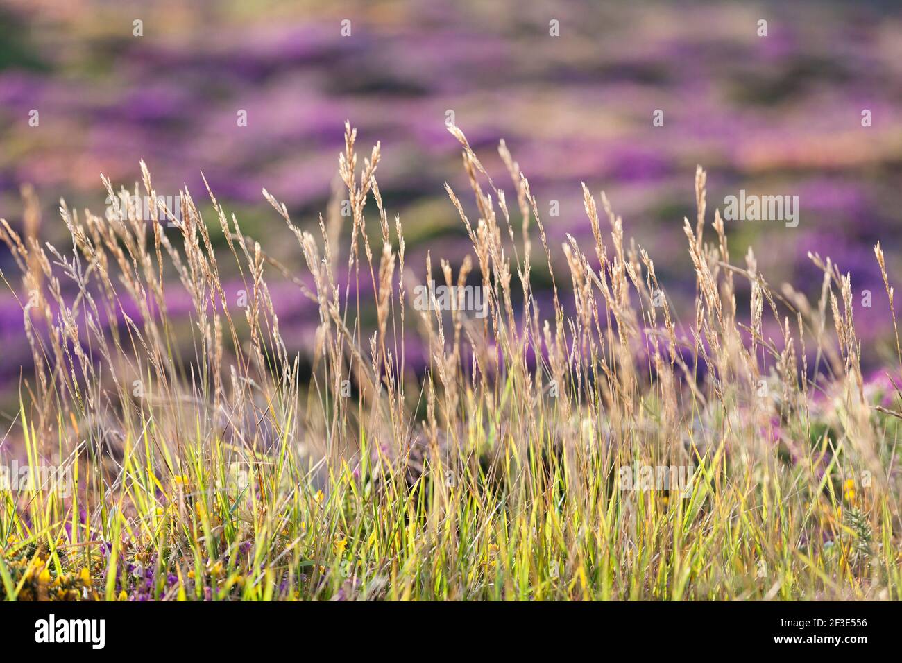 Grass and flowering heathland in the warm evening light on the Cap Frehel high plateau, Brittany, France. Stock Photo