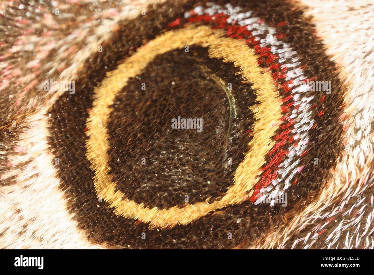 Small Emperor Moth, Saturnia pavonia. Eyespot closeup Stock Photo