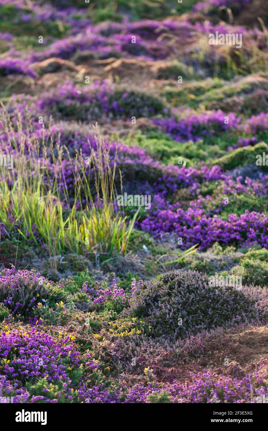 Blooming heathland in the warm evening light on the Cap Frehel high plateau. Stock Photo