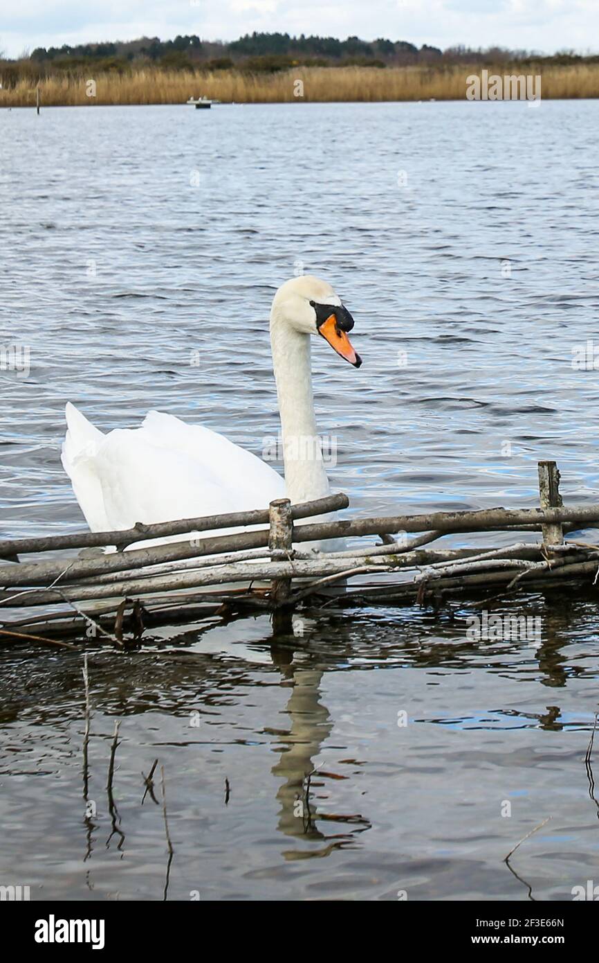 Mute Swan on water at St Aidan's Nature Reserve, Yorkshire Stock Photo