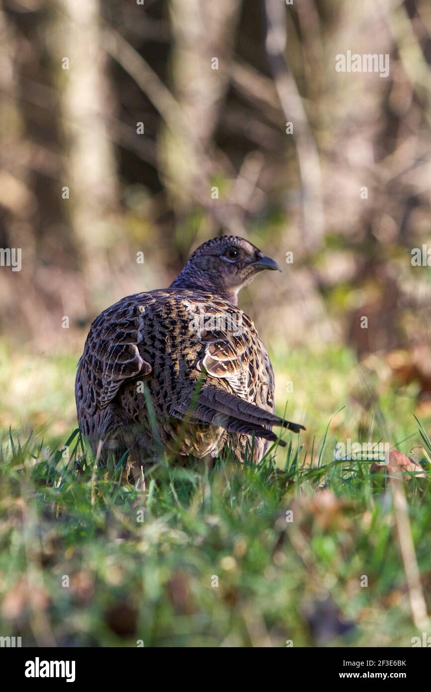 Hen Pheasant on grassland feeing on ground Stock Photo