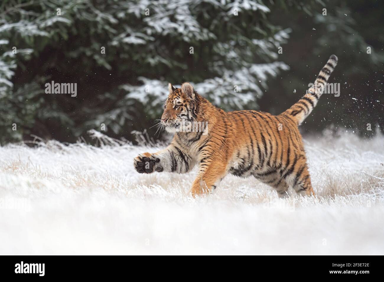 Siberian tiger running, front side view. A dangerous beast in its natural habitat. female, Panthera tigris altaica Stock Photo