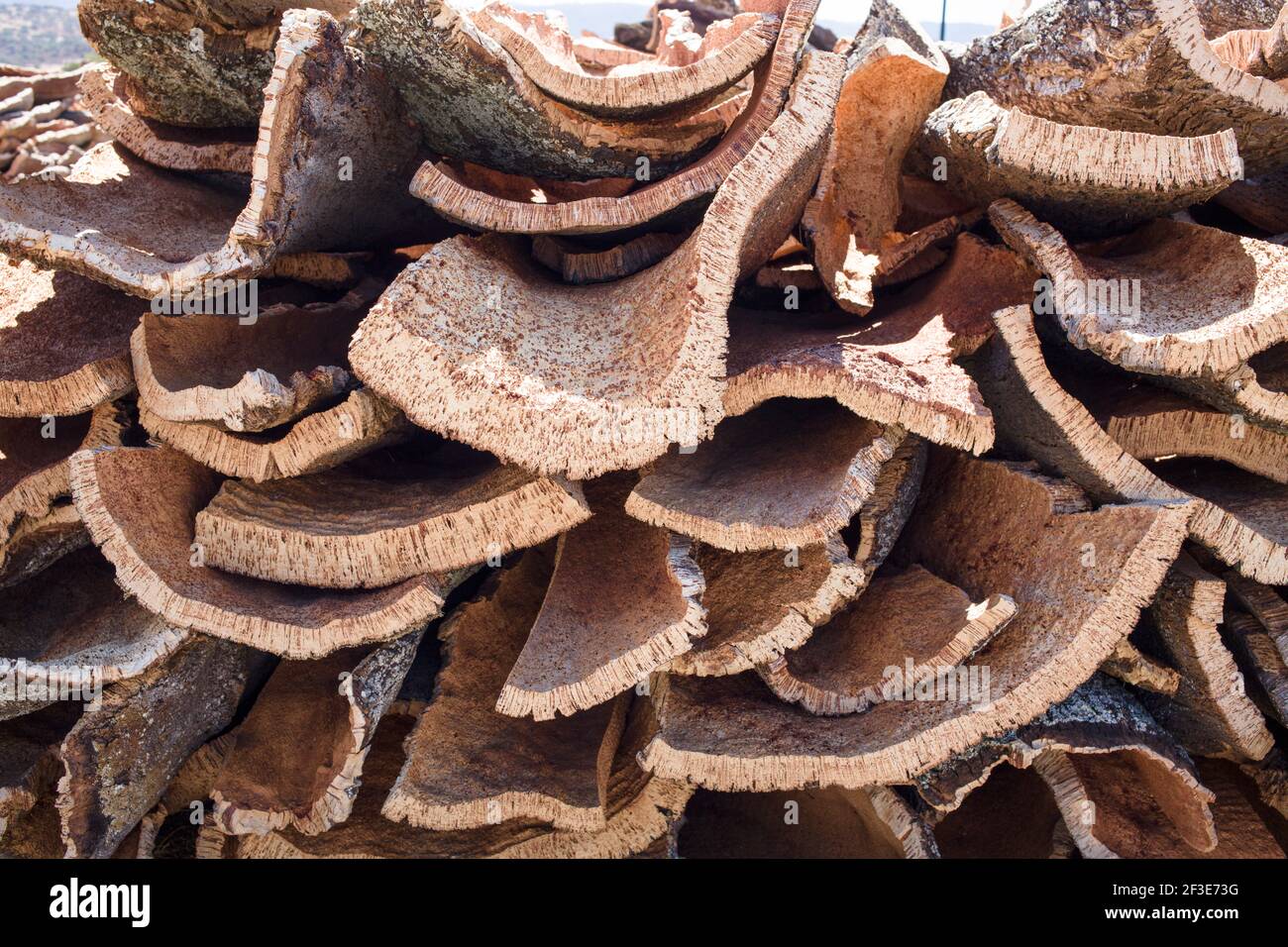 Drying Strips of Cork Bark Stock Photo