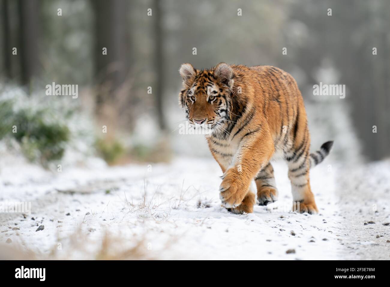 Siberian tiger walking, front view on path in the forest. A dangerous beast in its natural habitat. Stock Photo