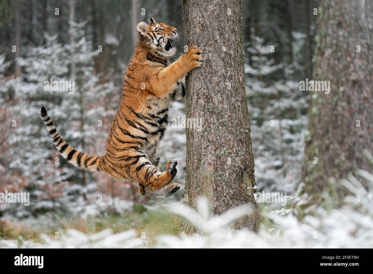 tiger hunting prey