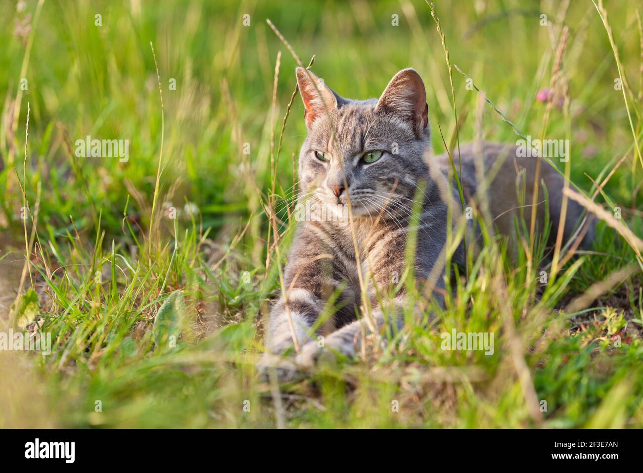 Gray tabby cat lies in the deep grass in the evening sun Stock Photo