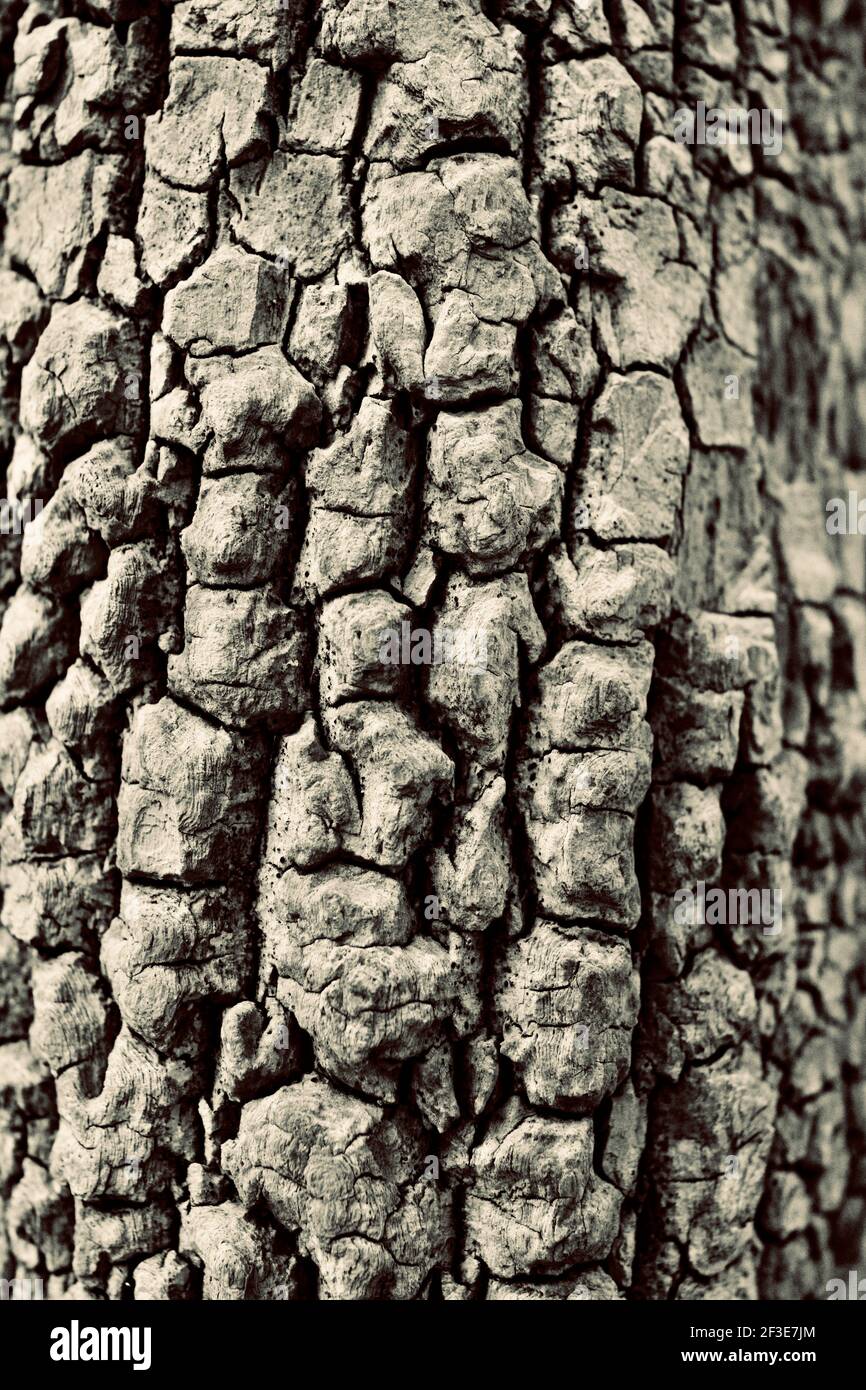 Detail of tree bark in Johnson Park, Raleigh, North Carolina, USA Stock Photo