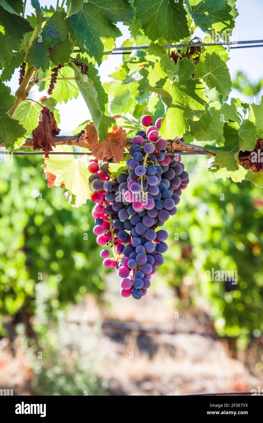 Vineyard in Sardinia Stock Photo