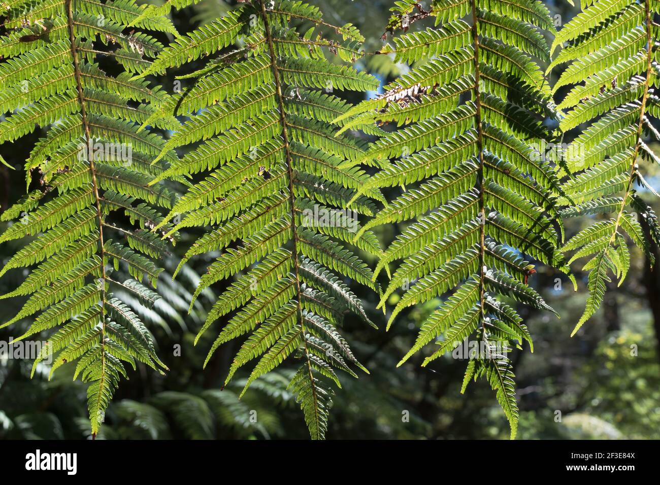 View of silver fern fronds with leaves. New Zealand endemic native plant. Stock Photo