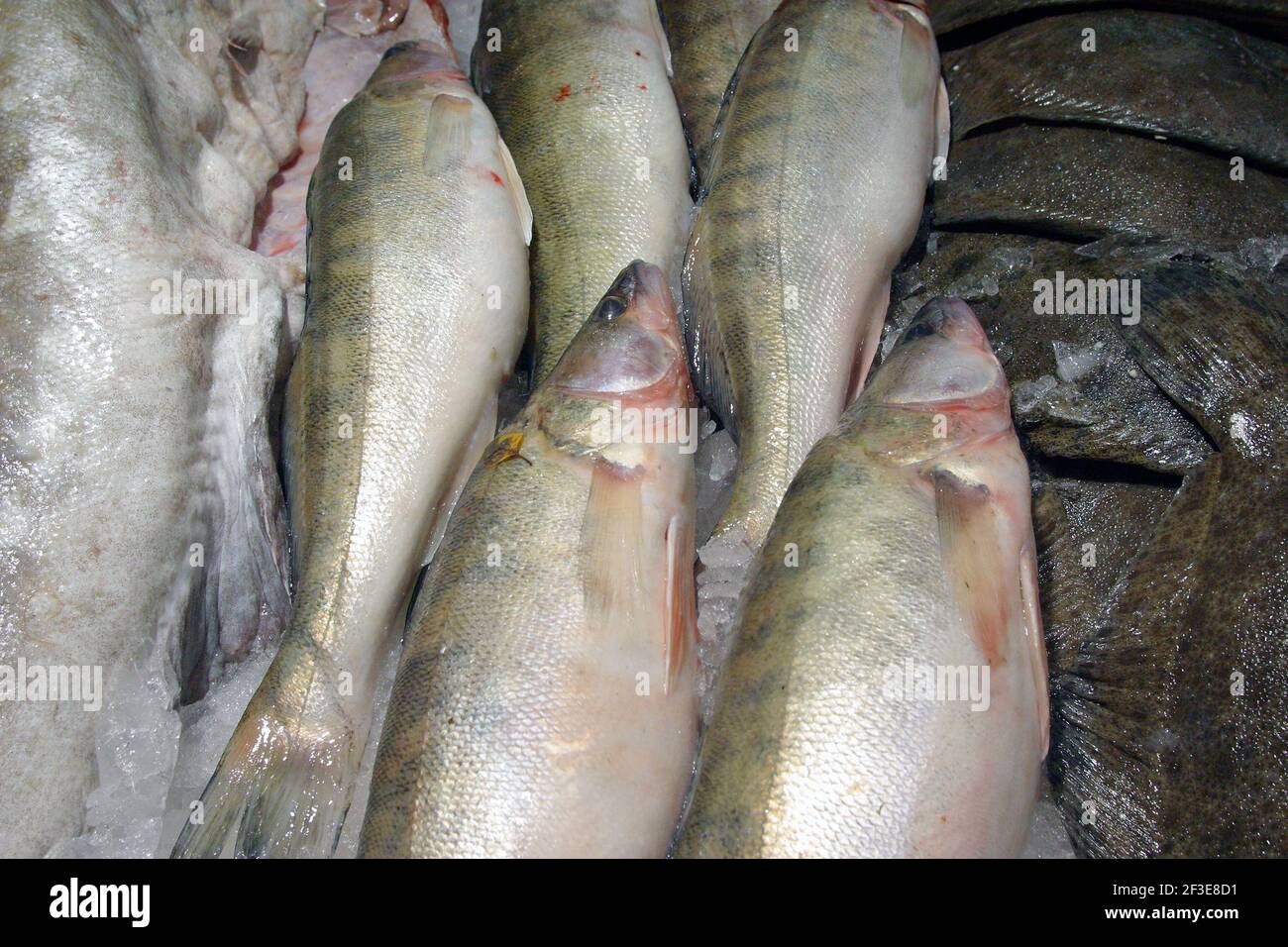 fresh pike-perch on a fish market Stock Photo