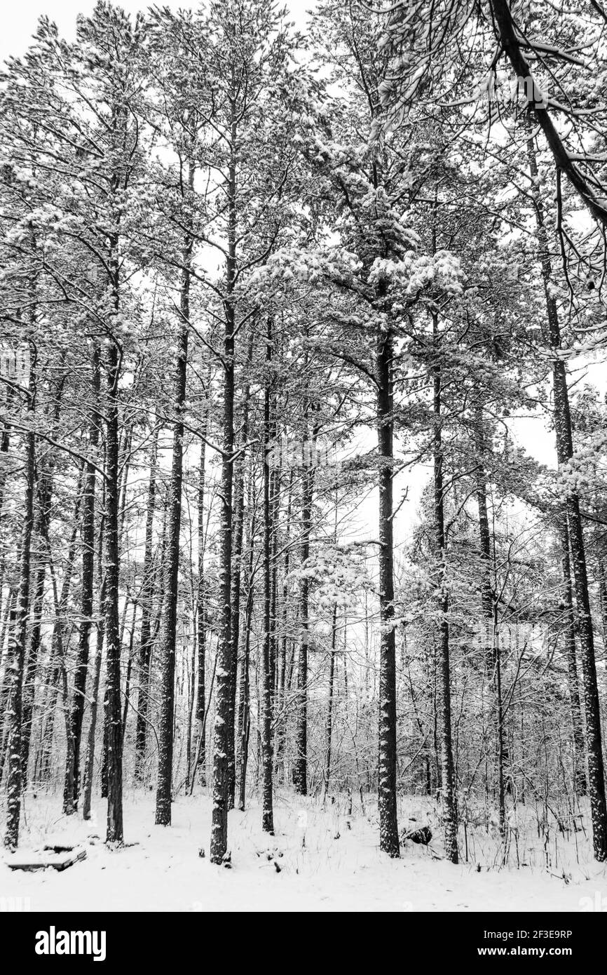 A vertical shot of tall trees grown in the forest on a cold snowy day ...