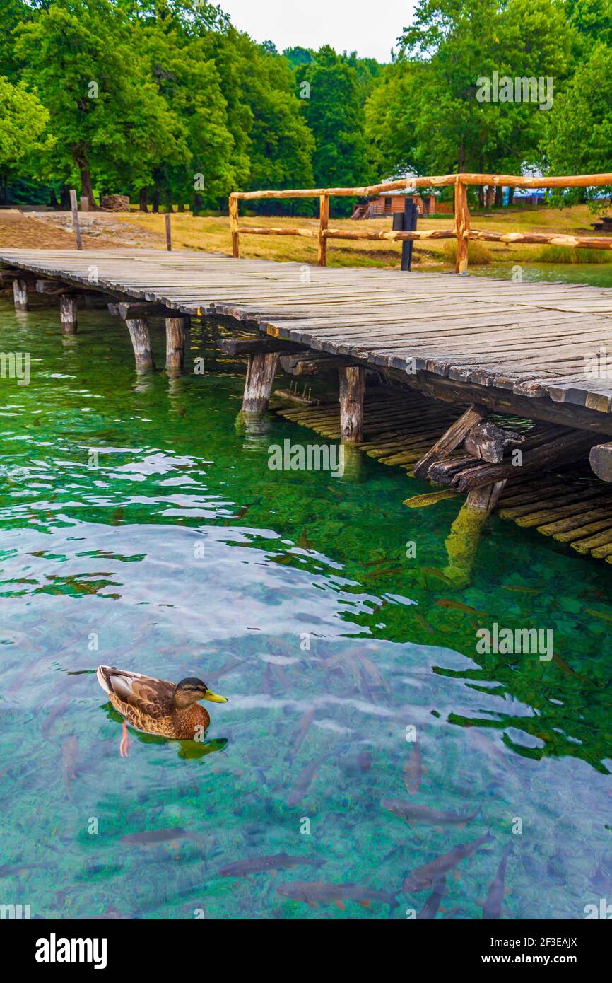 Animals like ducks fish in turquoise water of the Plitvice Lakes National  Park in Croatia Stock Photo - Alamy