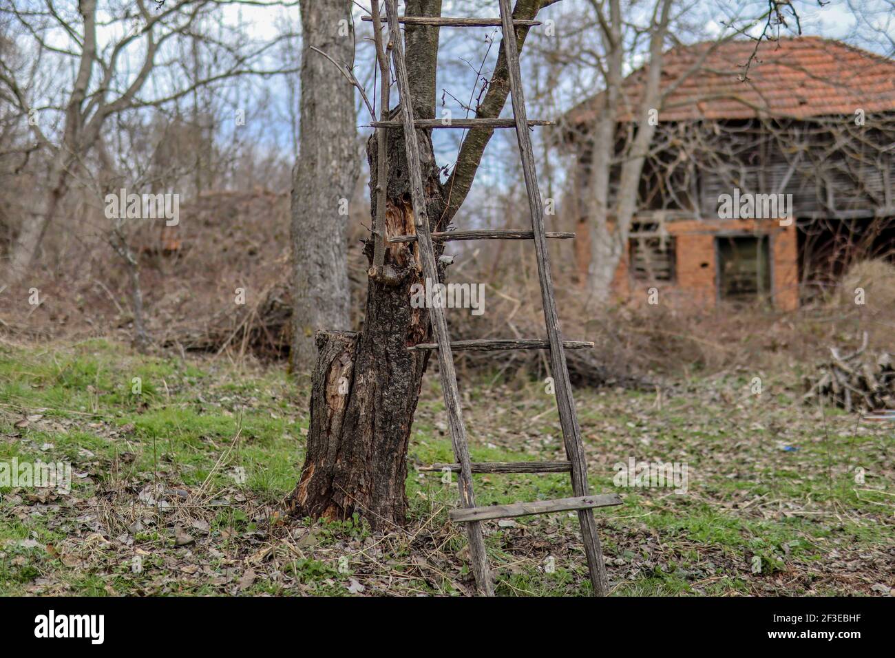 Ladder Against Tree Ladder leaning against tree hi-res stock photography and images - Alamy