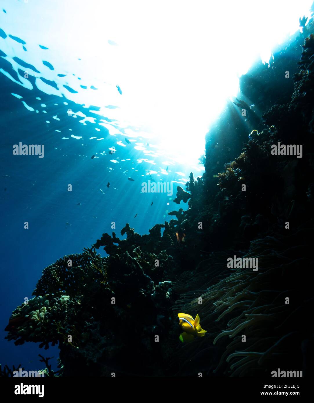 Snorkeling in the red sea around sharm el sheikh. Stock Photo