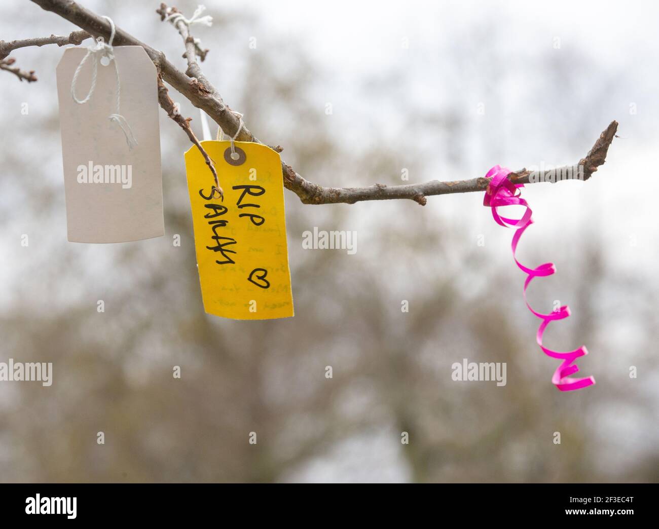 London, UK. 16th Mar, 2021. 'RIP Sarah' tied to the branch of a tree, in memory of Sarah Everard. People continue to leave tributes and flowers for Sarah Everard at the bandstand on Clapham Common which has become a shrine. Sarah was last seen on March 3rd. Her body was found in a builders' bag in Woodland at Ashord. PC Wayne Couzens appeared at the Old Bailey via videolink from Belmarsh prison today. He will go on trial in October. Credit: Mark Thomas/Alamy Live News Stock Photo