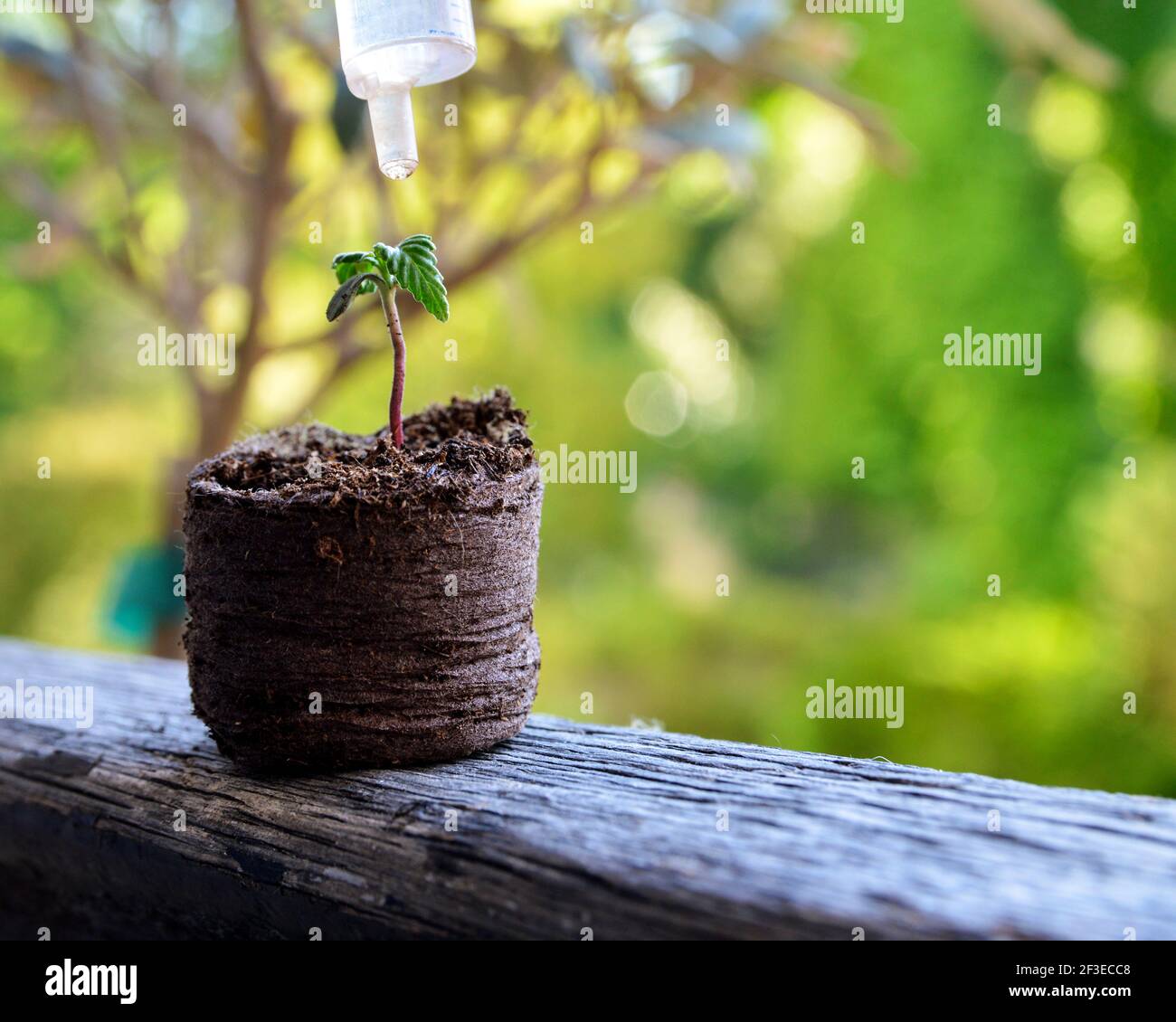 Watering of a plant sprout with dropper during the drought. Stock Photo