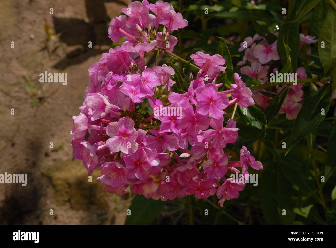 Phlox, phlox paniculata, gaberrima, arboretum, blossom phlox Stock Photo