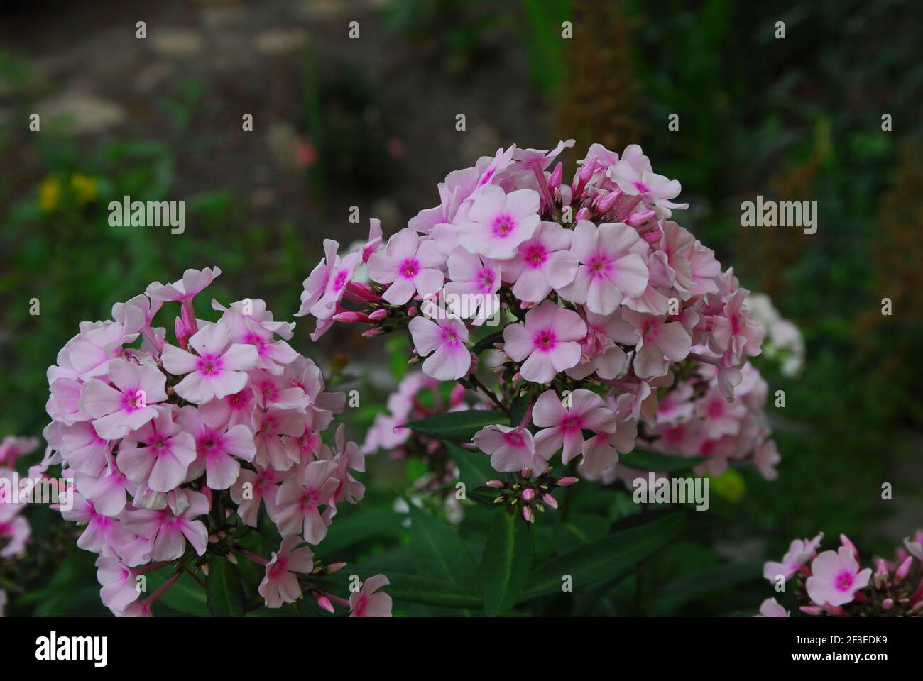 Phlox, phlox paniculata, gaberrima, arboretum, blossom phlox Stock Photo
