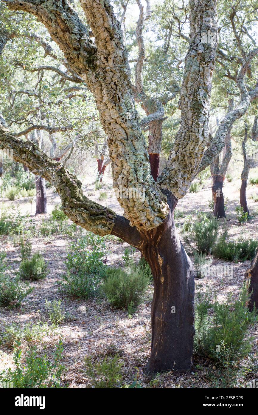 Cork Oak Tree woods and forests in Sardinia Stock Photo