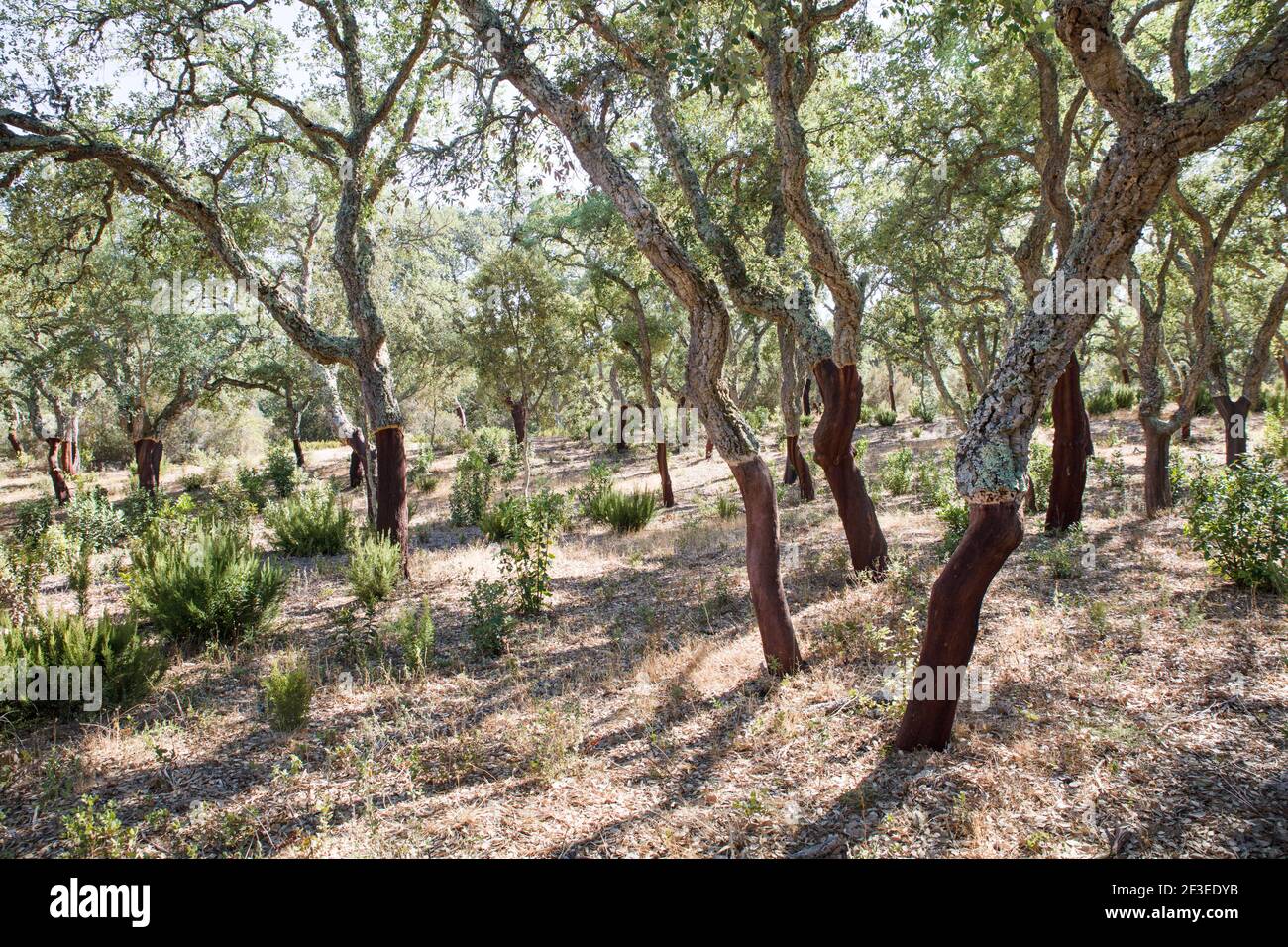 Cork Oak Tree woods and forests in Sardinia Stock Photo