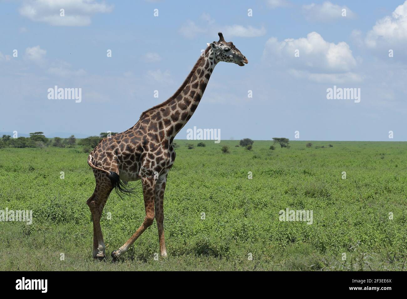 The Masai giraffe, also spelled Maasai giraffe, also called Kilimanjaro giraffe, is the largest subspecies of giraffe. It is native to East Africa. Stock Photo